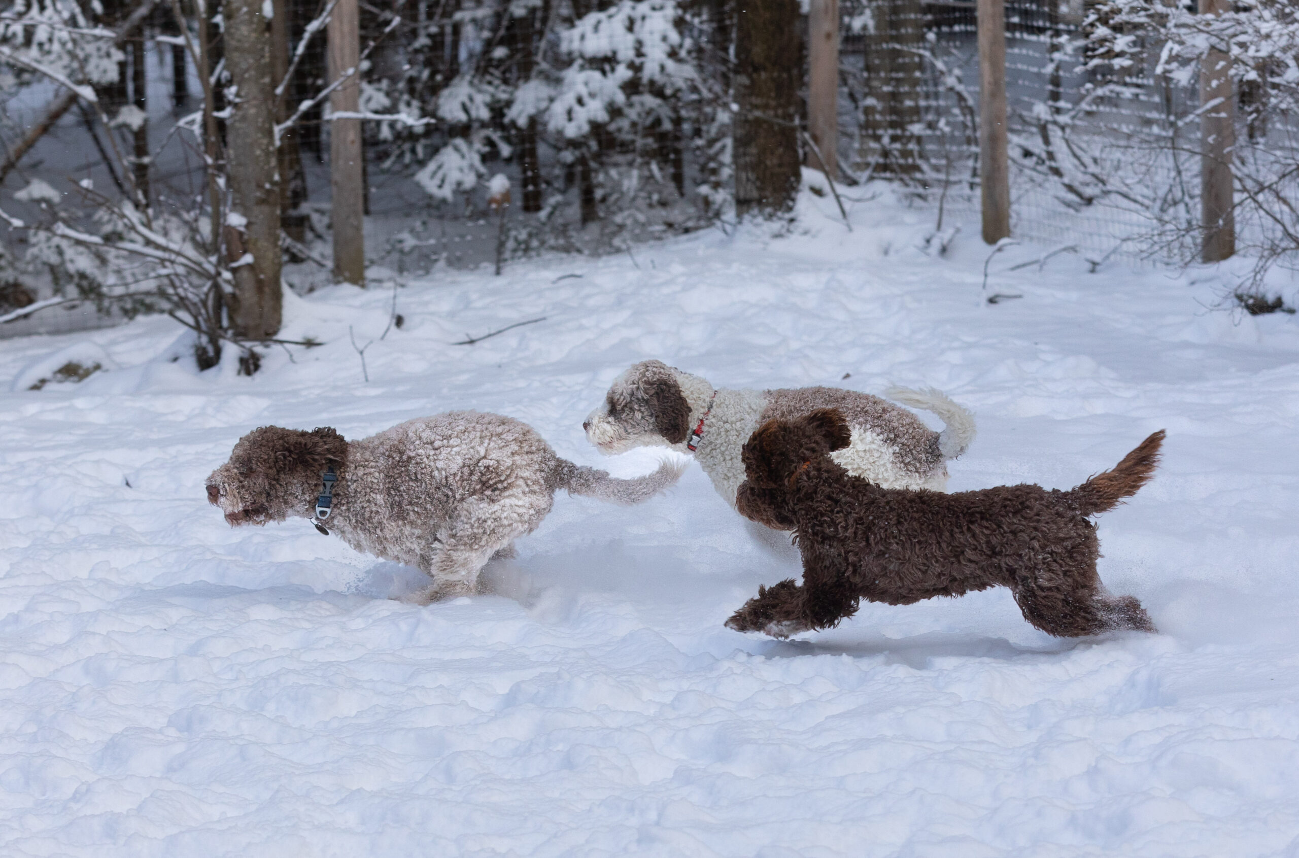 3 chiens d'eau romagnol qui courent sur la neige